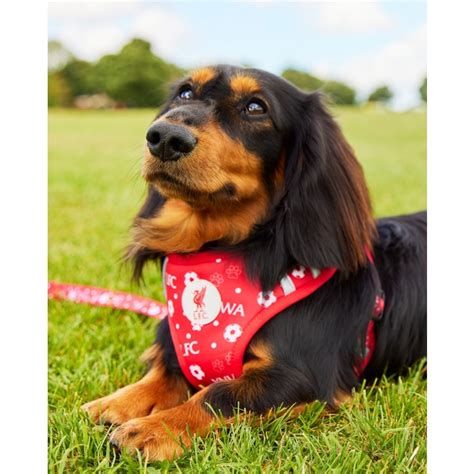 liverpool fc dog harness